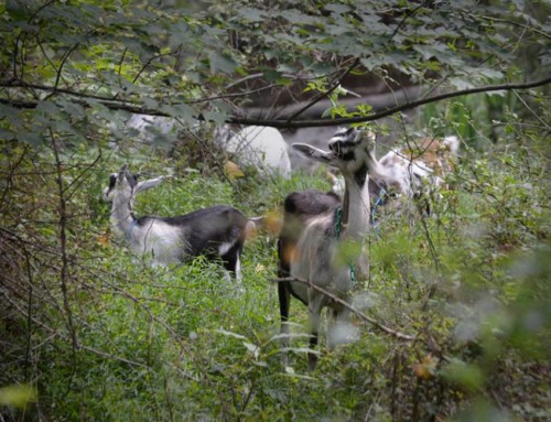 Dozen goats take up residence at the Nature Center