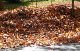 Leaf pile