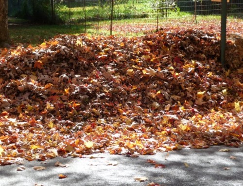 Leaf Pick Up Program