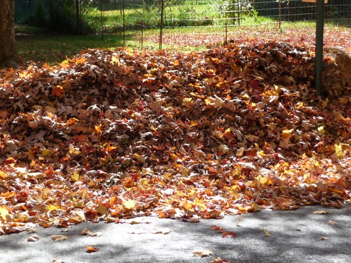 Leaf pile