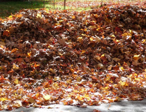 2025 Leaf Collection Update 11/21