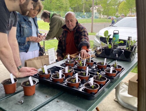 FOFL Seedling Sale