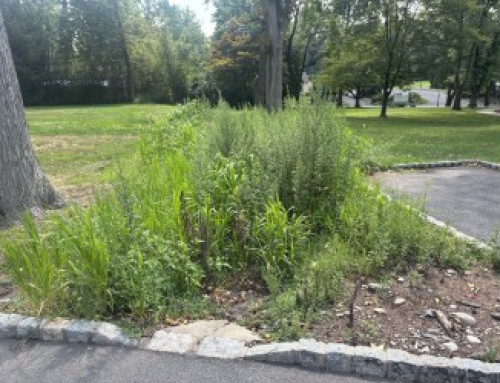 Eagle Scout Project Expands and Upgrades Rain Garden at Borough Hall