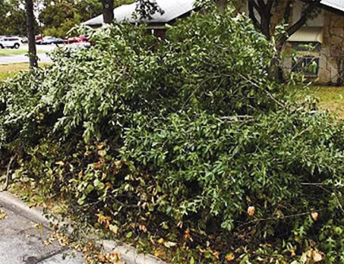 Special Branch and Storm Debris Pickup on July 15th