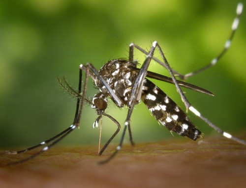 County Spraying for Mosquitoes Tonight