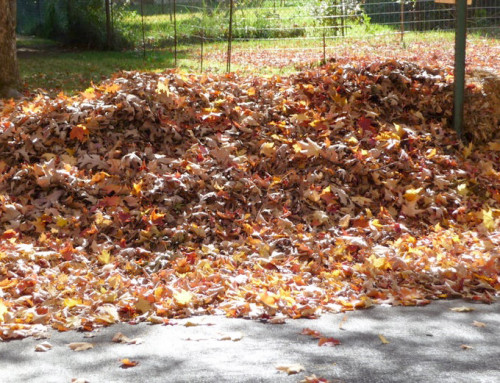 Important Curbside Leaf Placement Tips from the Department of Public Works: